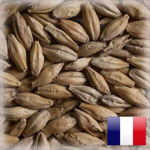 PALE ALE MALTEUROP