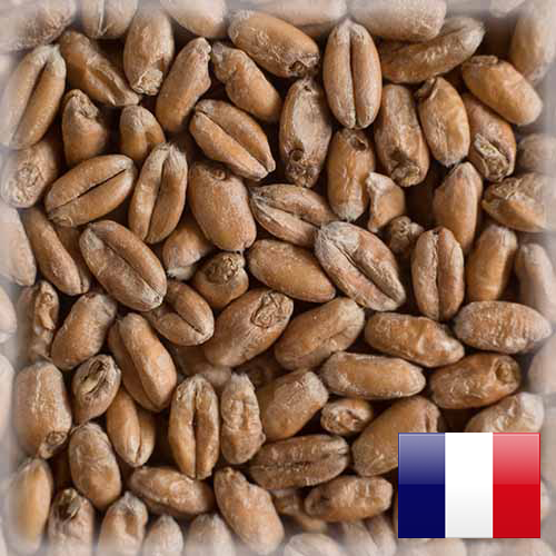 WHEAT BLANC MALTEUROP